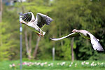 Bild 35 vergrern