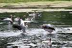 Bild 36 vergrern